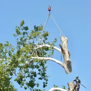 Arborists Tree Slings